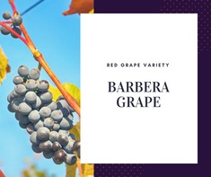 Barbera Grape