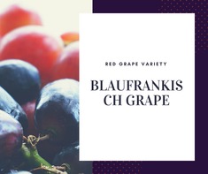 Blaufrankisch Grape