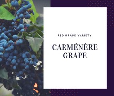 Carmenere Grape