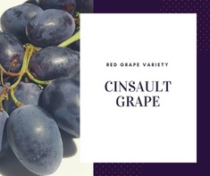 Cinsault Grape