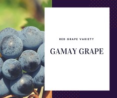 Gamay Grape