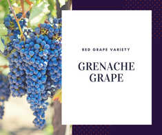 Grenache Grape