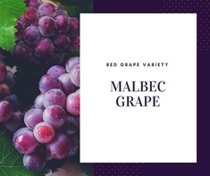Malbec Grape