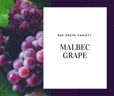 red wine grapes name