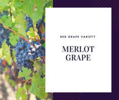 Merlot Grape