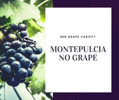 Montepulciano Grape