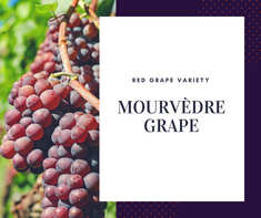 Mourvedre Grape