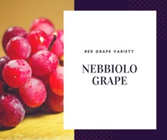 Nebbiolo Grape