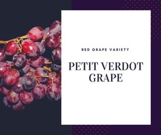 Petit Verdot Grape