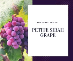 Petite Sirah Grape