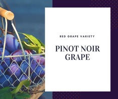 Pinot Noir grape