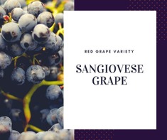 Sangiovese Grape