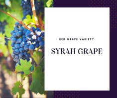 Syrah Grape