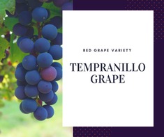 Tempranillo Grape