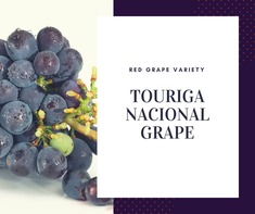 Touriga Nacional Grape